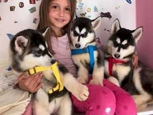 Husky Siberiano Bebe De Raza Para Comprar Al Mejor Precio De Venta Birmingham Al Venta De Perros